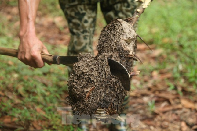 Kiếm tiền triệu mỗi ngày nhờ nghề săn trứng kiến ở Bắc Giang ảnh 8