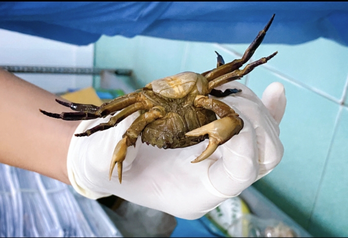 Flooded with rain, HCMC doctors caught crabs in the emergency department