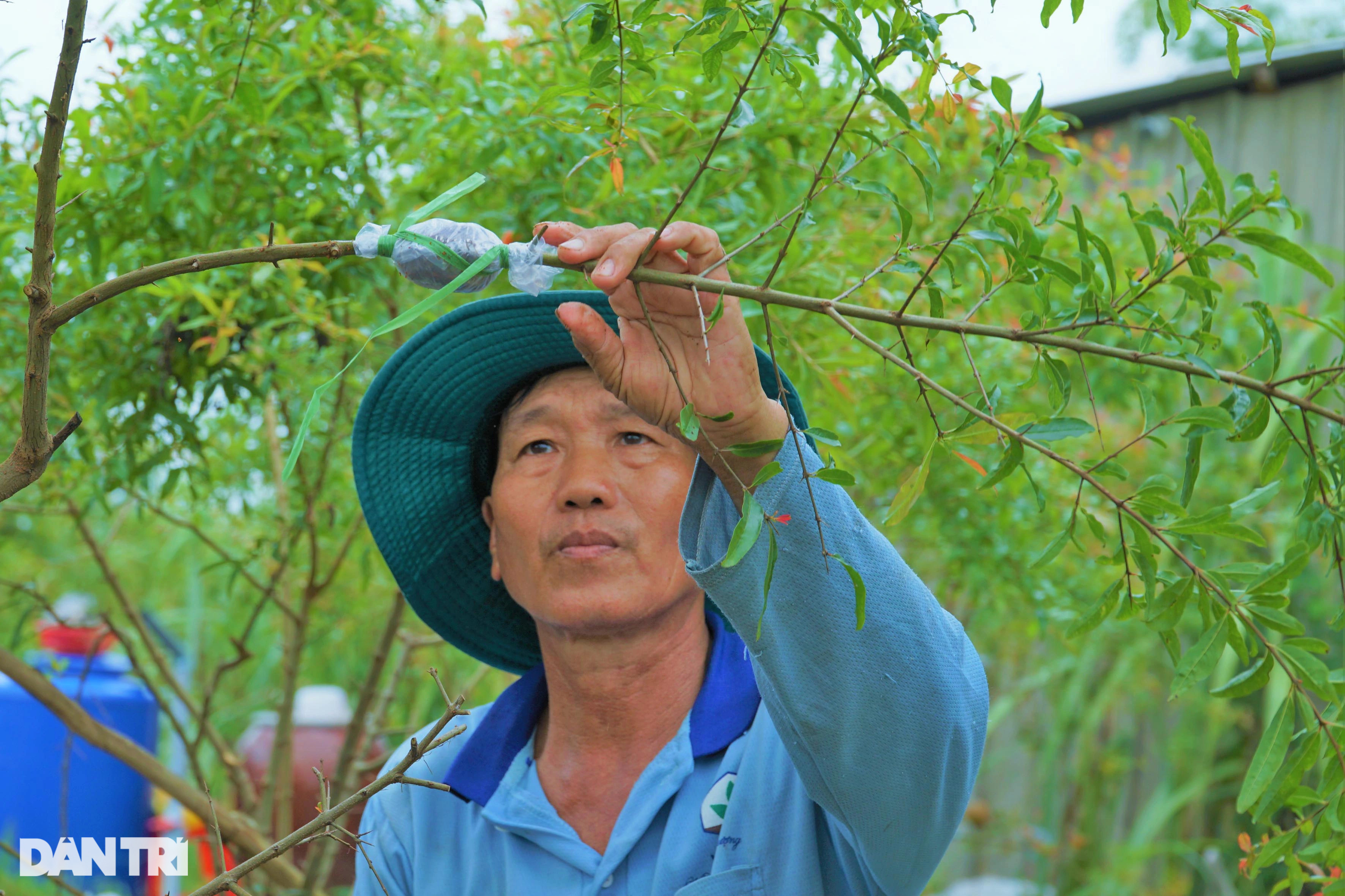 Bỏ lúa, trồng giống lựu khủng, da đỏ như son thu lãi tiền tỷ - 7