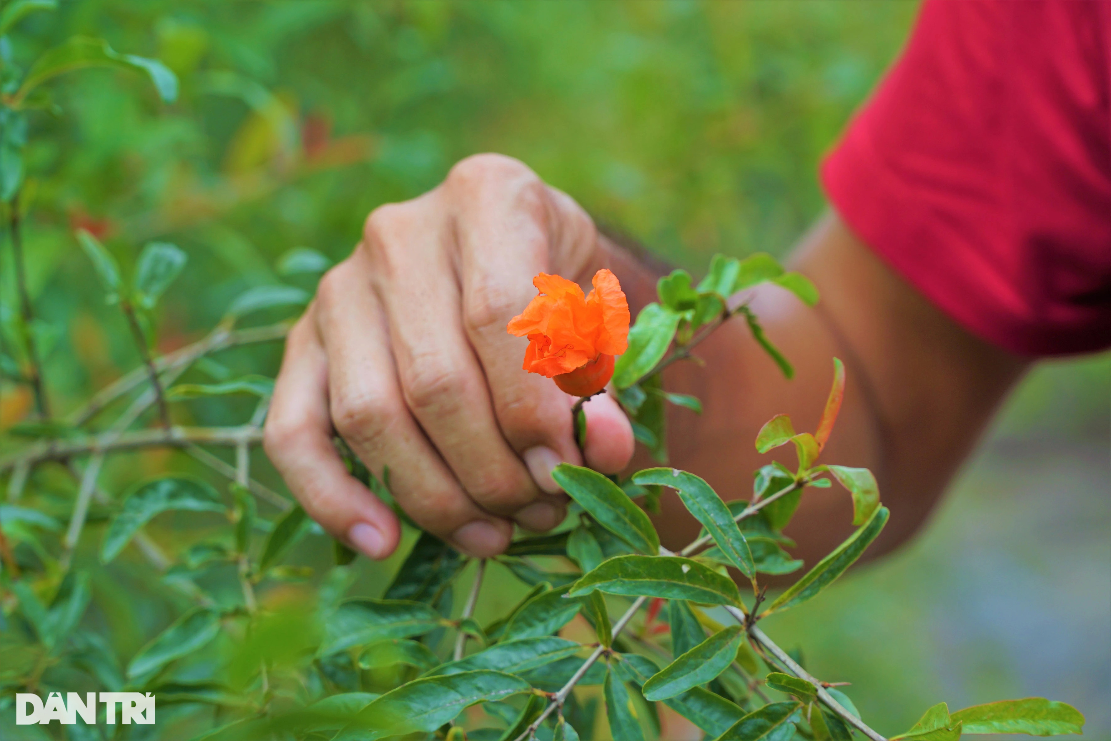 Bỏ lúa, trồng giống lựu khủng, da đỏ như son thu lãi tiền tỷ - 5