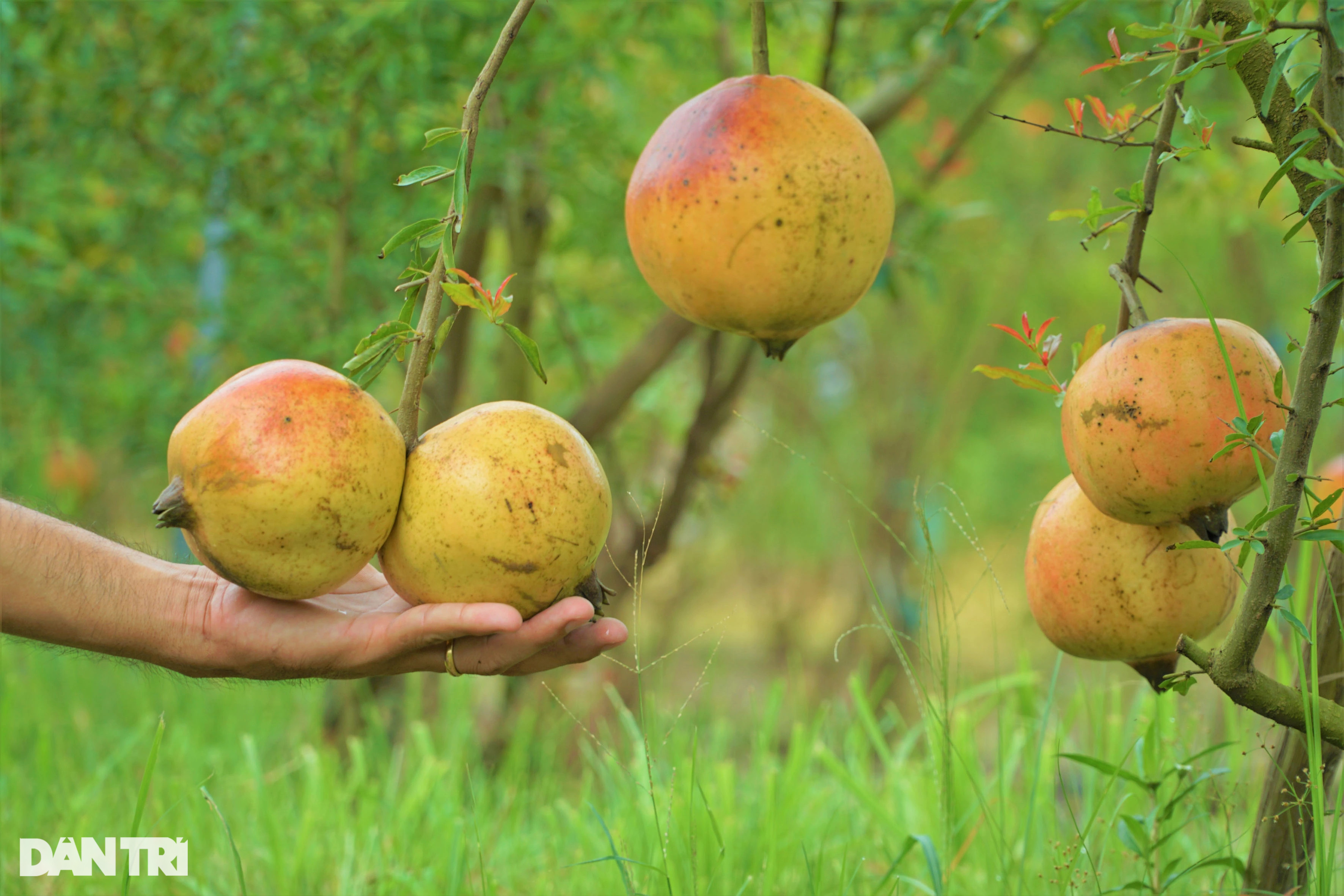 Bỏ lúa, trồng giống lựu khủng, da đỏ như son thu lãi tiền tỷ - 3