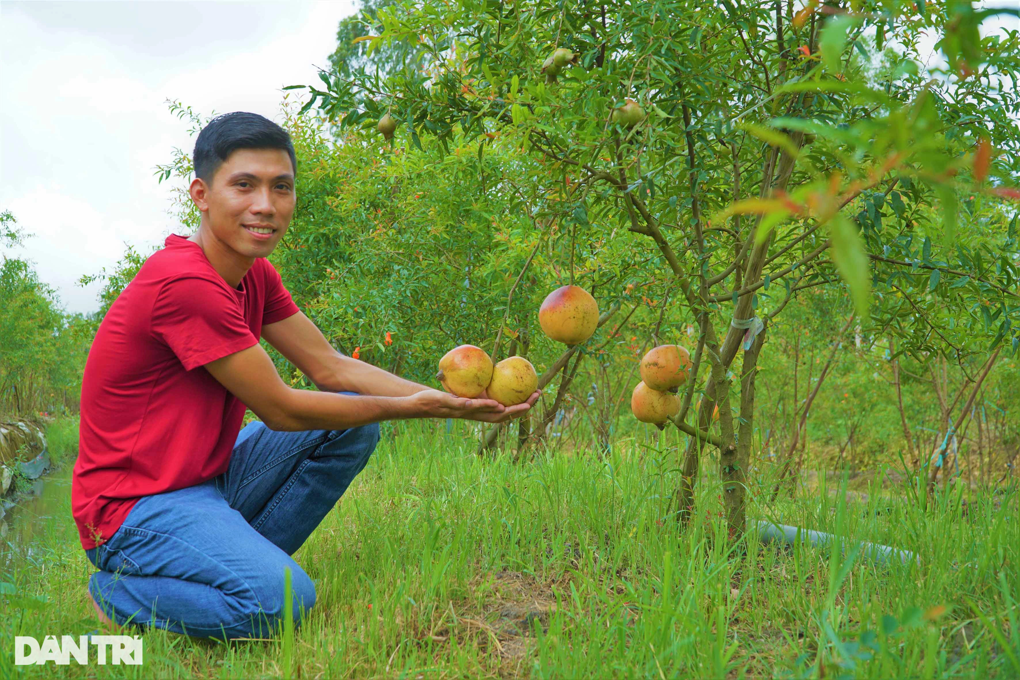 Bỏ lúa, trồng giống lựu khủng, da đỏ như son thu lãi tiền tỷ - 1