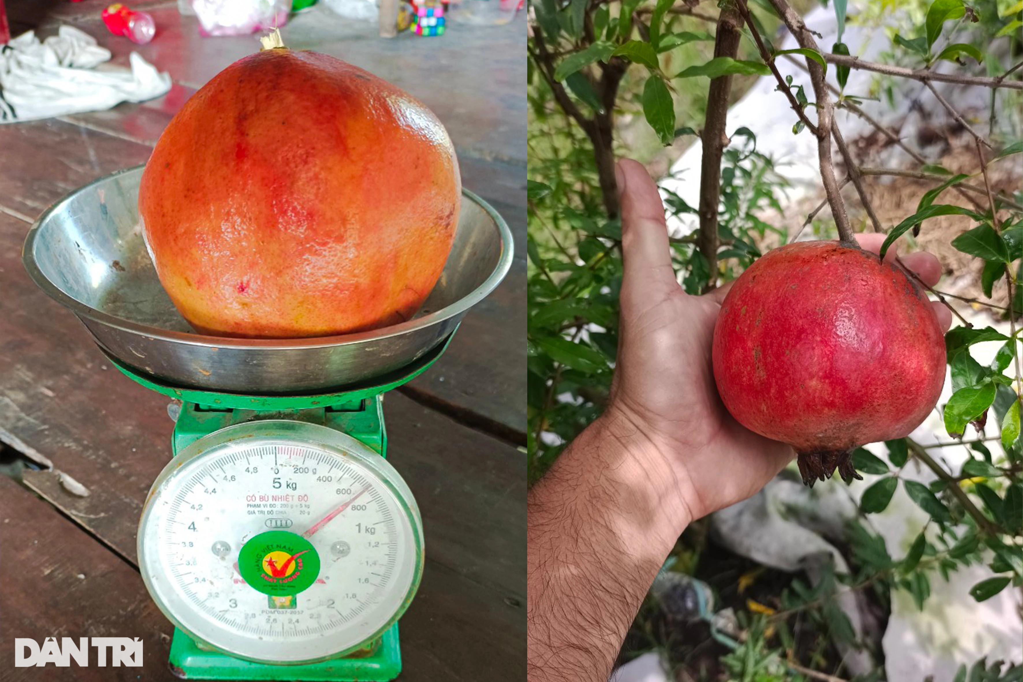 Bỏ lúa, trồng giống lựu khủng, da đỏ như son thu lãi tiền tỷ - 4