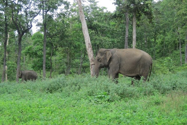 GPS collars to be used on wild elephants in Dak Lak hinh anh 1