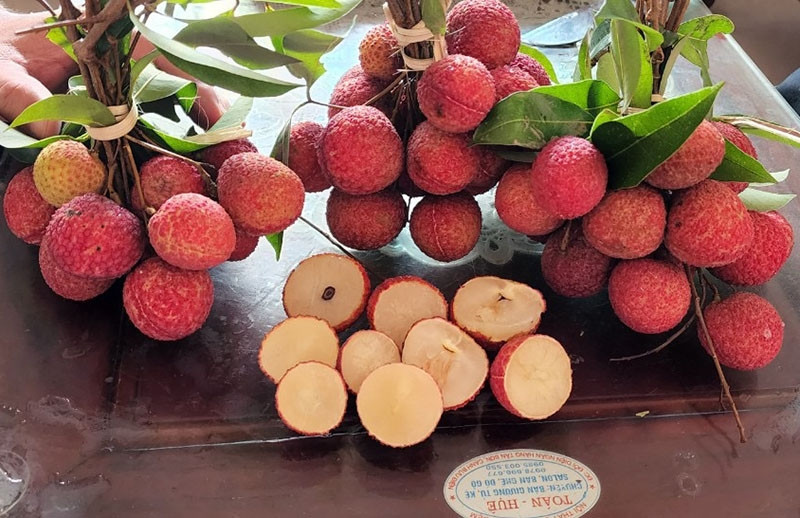Lần đầu tiên trồng thành công vải thiều không hạt
