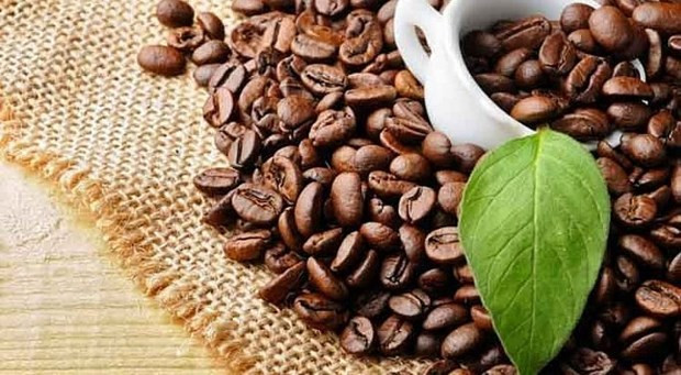 Vietnam sees more chances for coffee exports to the US hinh anh 1
