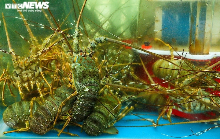 Tôm hùm rớt giá rẻ hơn tôm sú, bà nội trợ chớp cơ hội ăn sang