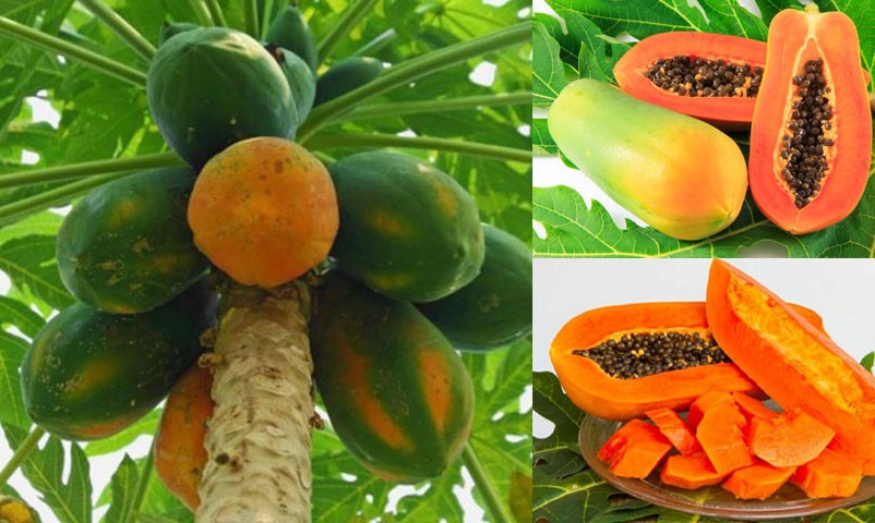Papaya fruit is effective in killing cancer cells
