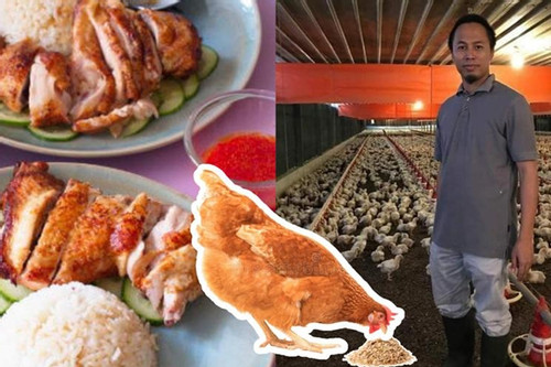 Món cơm quốc dân của Singapore nguy cơ 'biến mất' do khủng hoảng thiếu gà