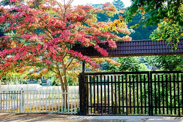 Cây phượng nở bên rào như ở Nhật Bản, du khách nức nở khen 'đẹp nhất Đà Lạt lúc này'
