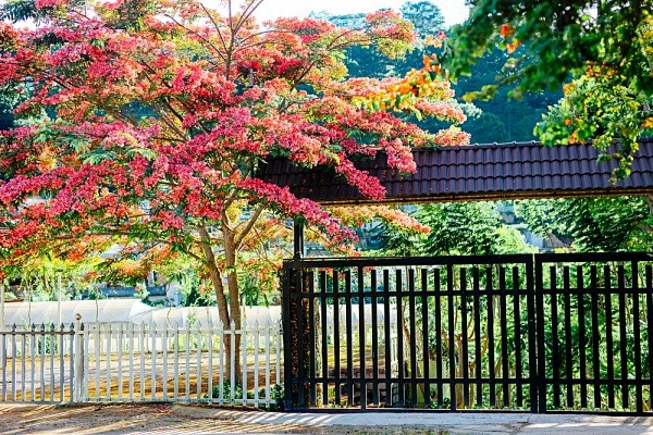 Cây phượng nở bên rào như ở Nhật Bản, du khách nức nở khen 'đẹp nhất Đà Lạt lúc này'
