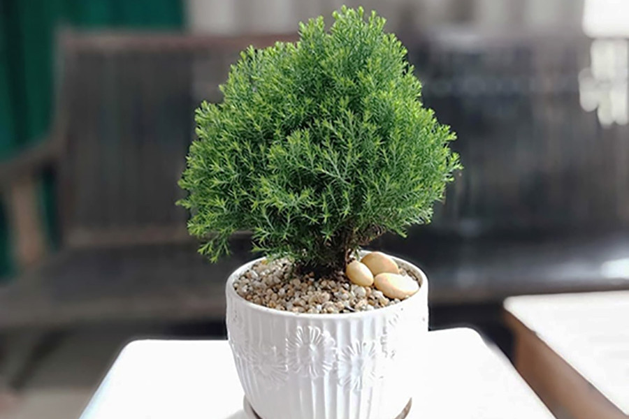 Cây tùng bồng lai: Ý nghĩa trong phong thủy và cách chăm sóc