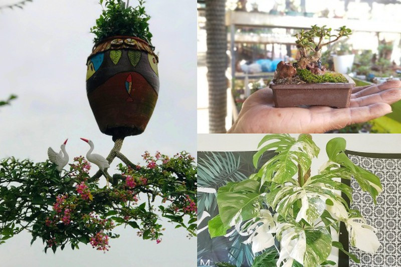 Bộ sưu tập bonsai lạ đình đám ở Việt Nam đặc biệt cỡ nào?