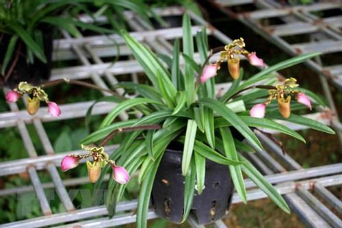 Three endangered orchid species successfully propagated