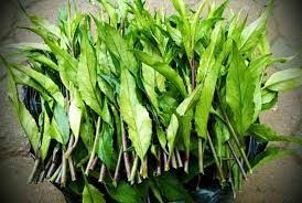 Rau lủi thành đặc sản nhiều người tìm mua