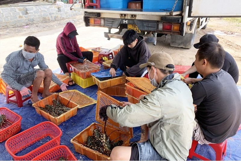 Tôm hùm Phú Yên không xuất được, dân đứng ngồi không yên