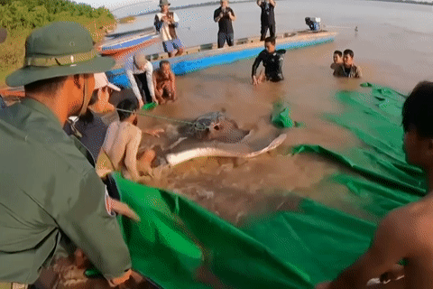 Bắt được cá đuối lớn nhất thế giới nặng 300kg, dài 4m trên sông Mê Kông