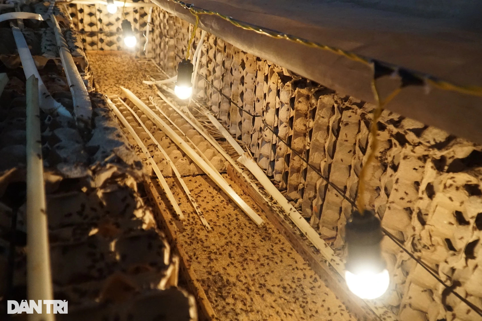 Dược sĩ bỏ nghề về quê, phất lên với nghề chỉ tốn một giờ mỗi ngày - 4