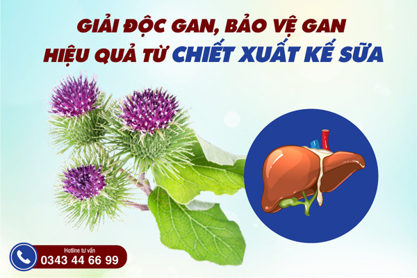 Hoạt chất quý hỗ trợ bảo vệ gan từ chiết xuất Kế sữa