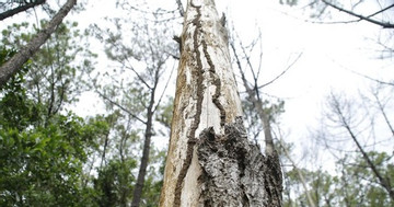 Nearly 200 35-year-old pine trees poisoned, chopped down
