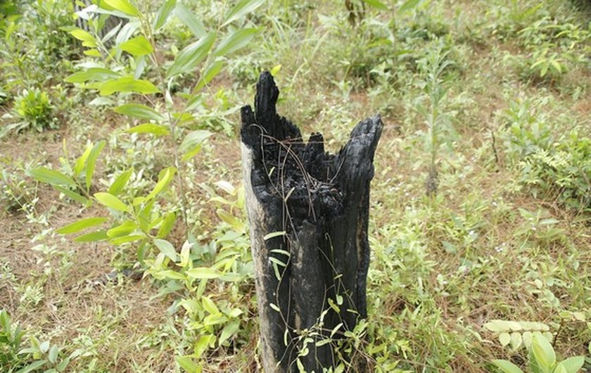 Nearly 200 35-year-old pine trees poisoned, chopped down ảnh 3