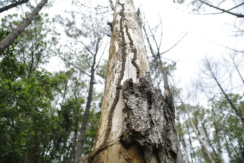 Nearly 200 35-year-old pine trees poisoned, chopped down ảnh 1