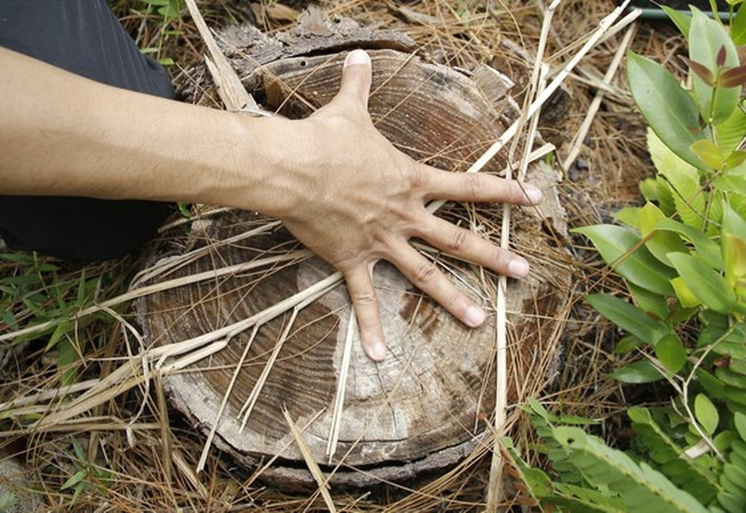 Nearly 200 35-year-old pine trees poisoned, chopped down ảnh 4