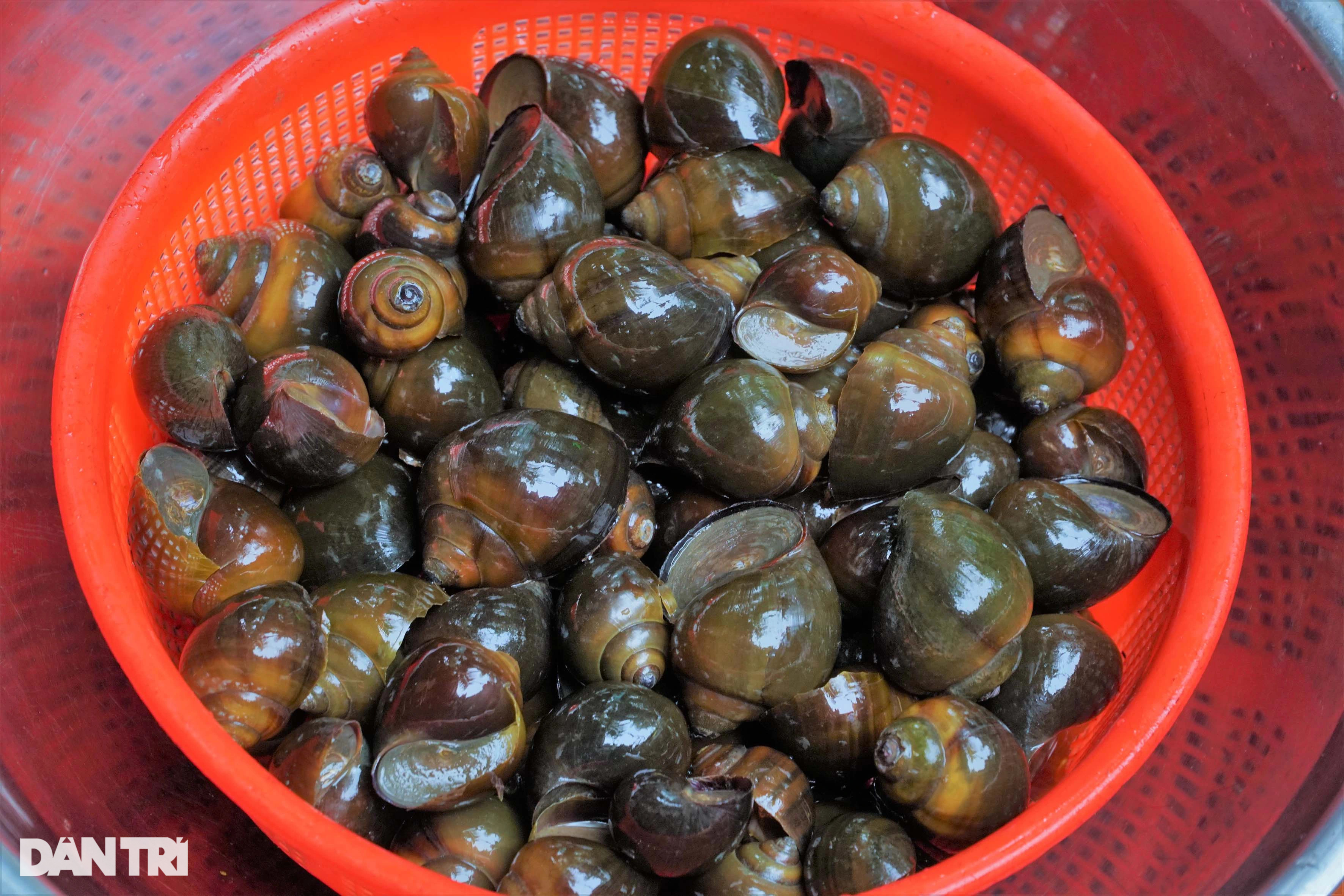 Độc nhất miền Tây: Ốc hít khói bếp 2 tháng, vỗ béo bằng trứng sữa - 3