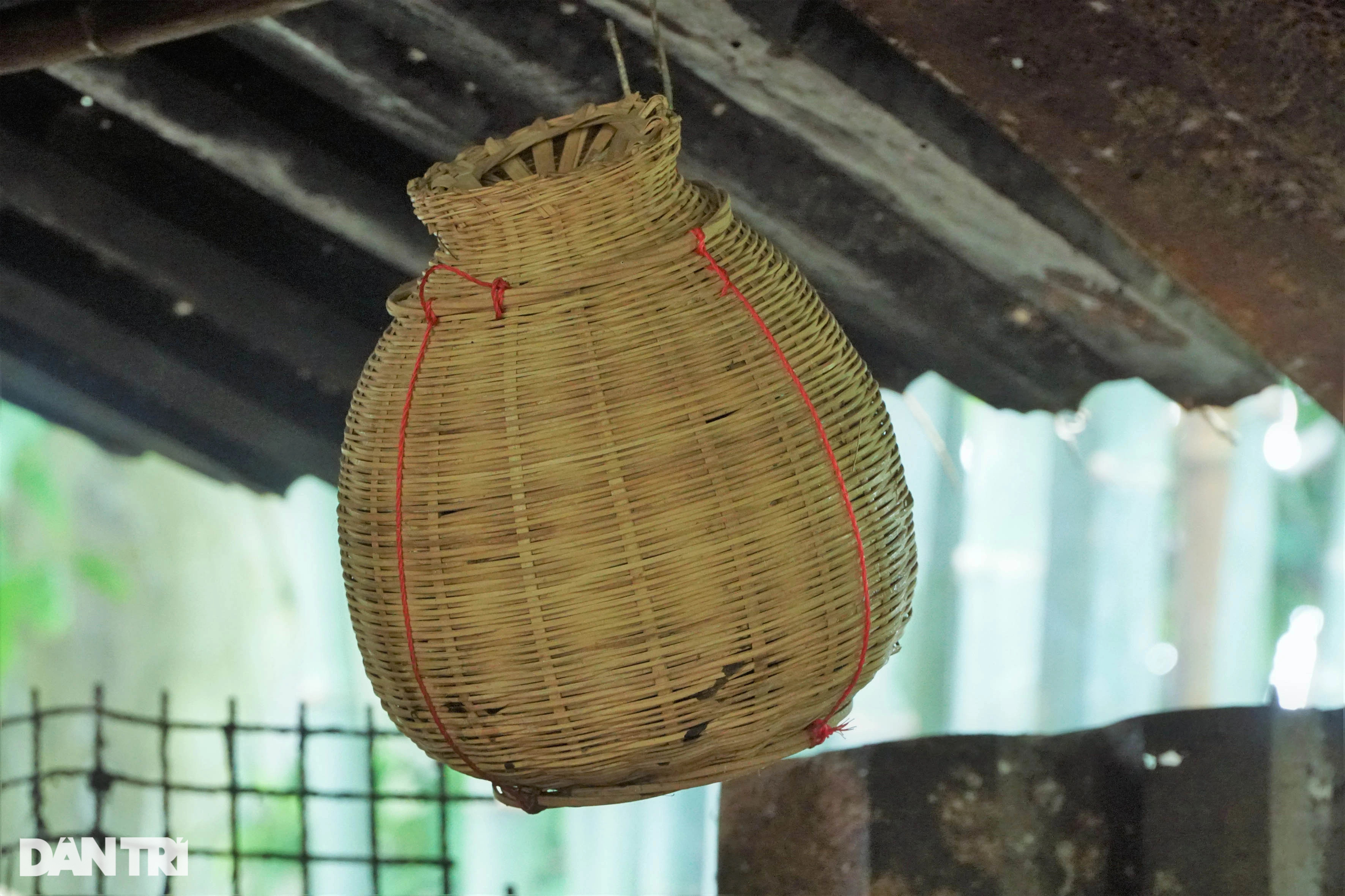 Độc nhất miền Tây: Ốc hít khói bếp 2 tháng, vỗ béo bằng trứng sữa - 5