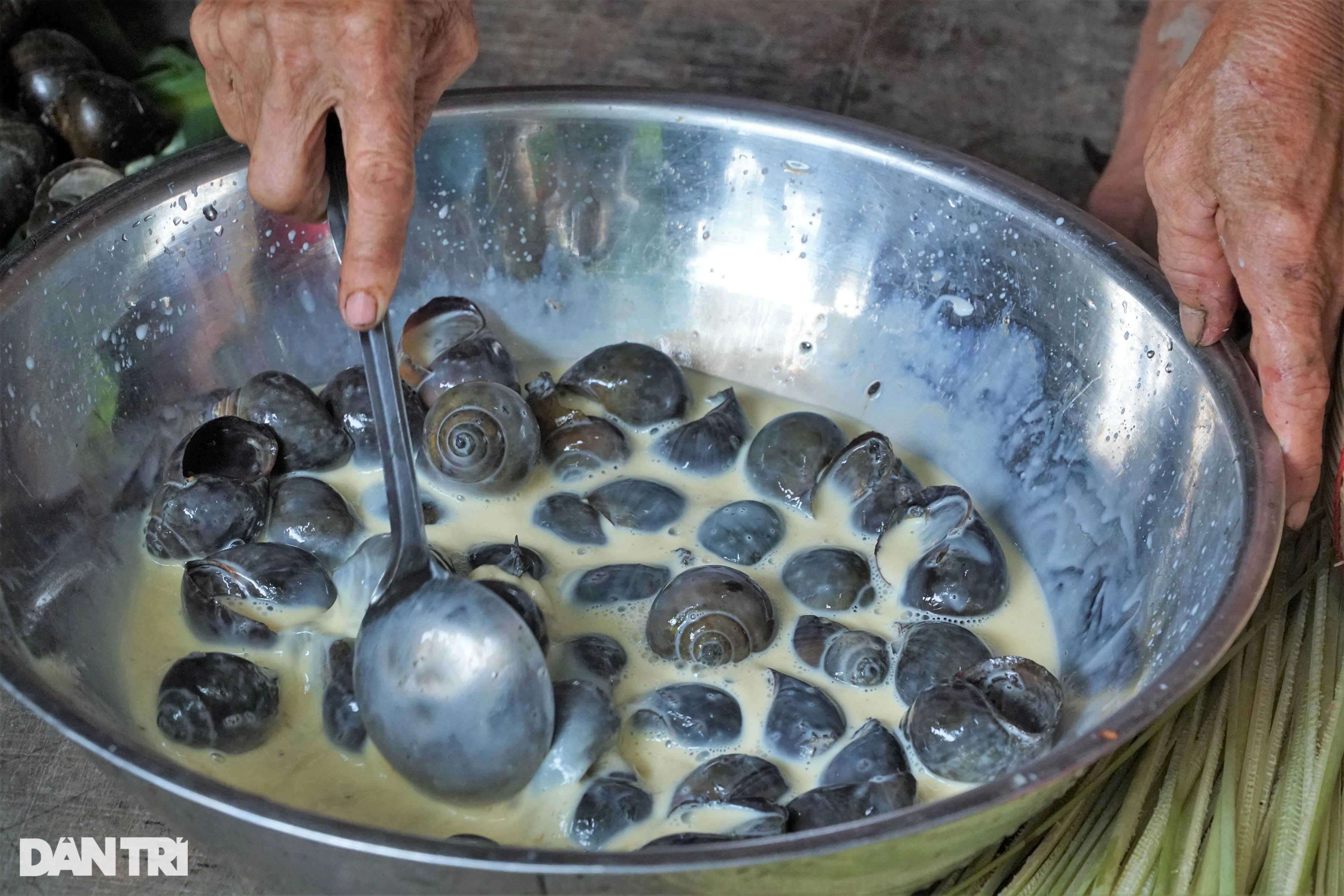 Độc nhất miền Tây: Ốc hít khói bếp 2 tháng, vỗ béo bằng trứng sữa - 8