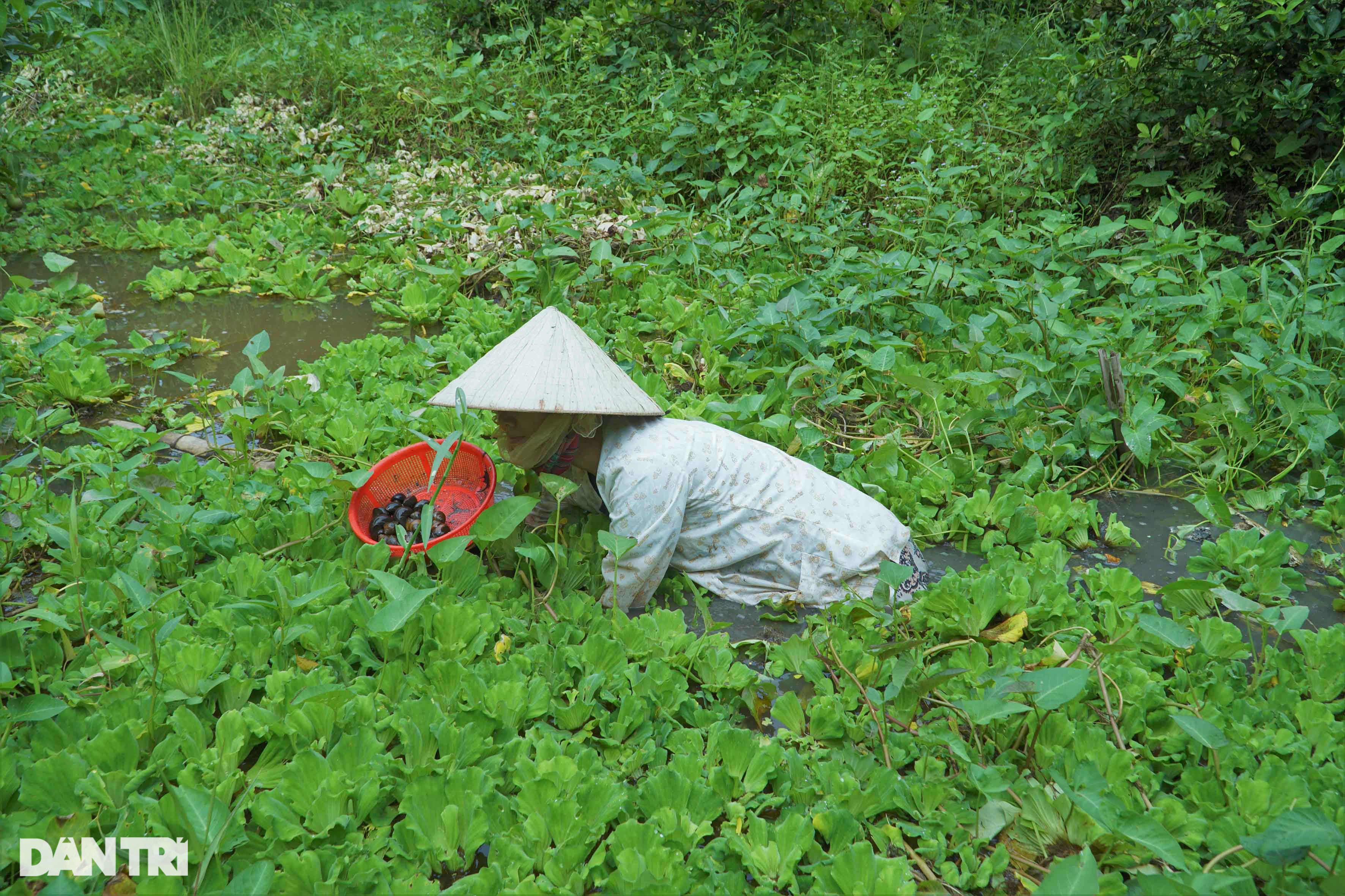 Độc nhất miền Tây: Ốc hít khói bếp 2 tháng, vỗ béo bằng trứng sữa - 2