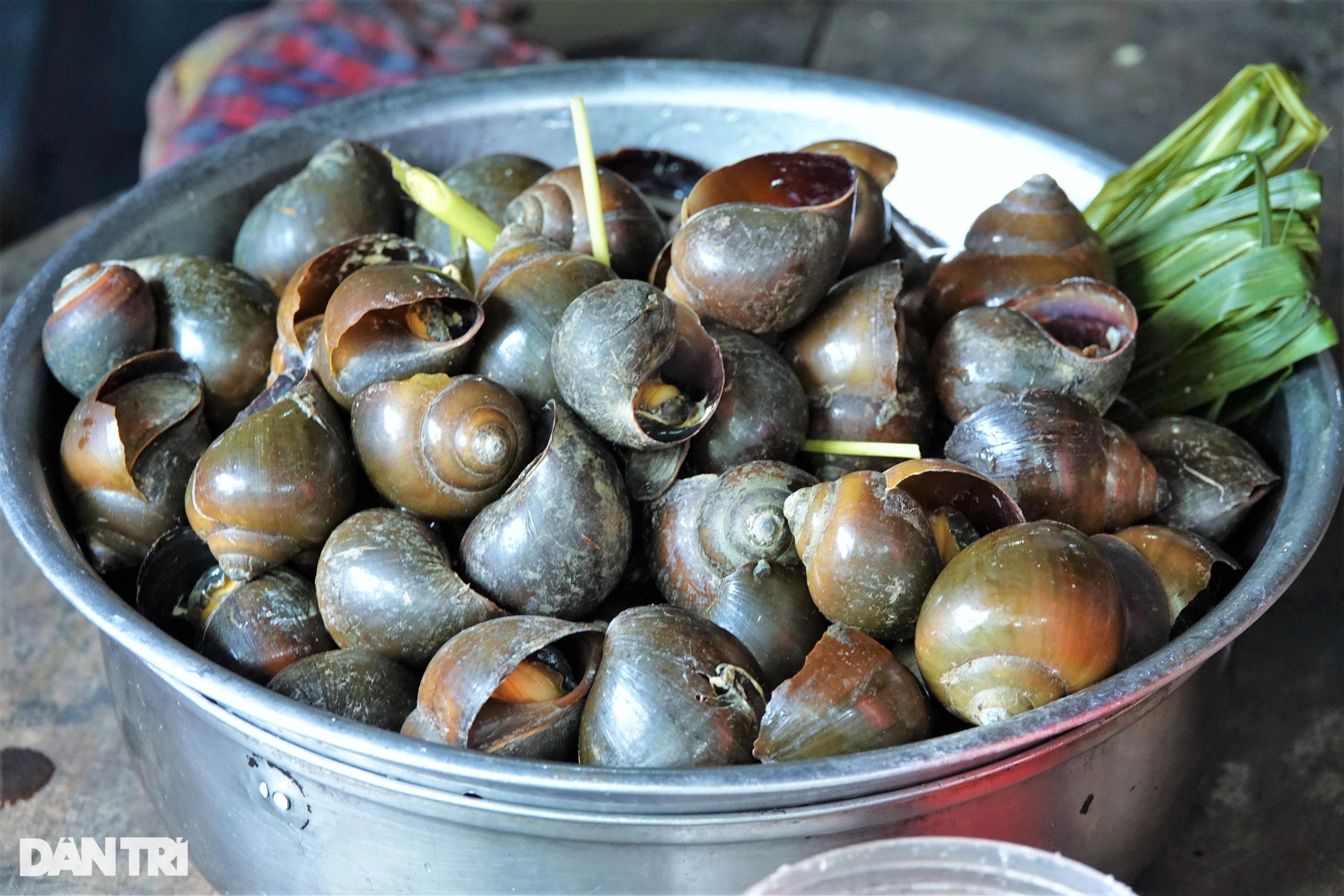 Độc nhất miền Tây: Ốc hít khói bếp 2 tháng, vỗ béo bằng trứng sữa - 1