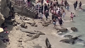 Bị sư tử biển rượt đuổi, du khách chen nhau chạy thục mạng