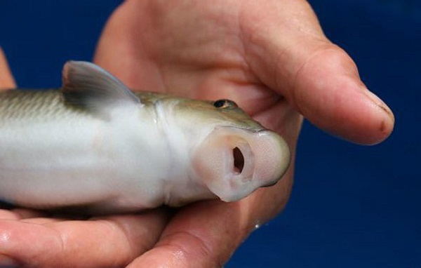 Viet Nam so huu loai ca chi 2 quoc gia co, vo cung dat do