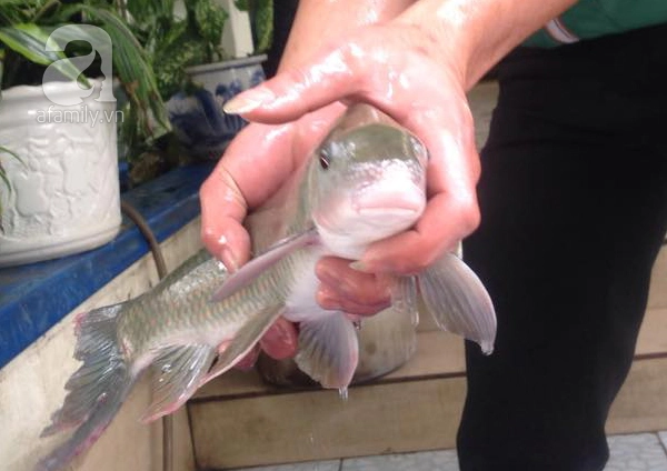 Viet Nam so huu loai ca chi 2 quoc gia co, vo cung dat do-Hinh-12