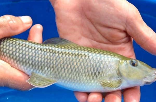 Viet Nam so huu loai ca chi 2 quoc gia co, vo cung dat do-Hinh-6