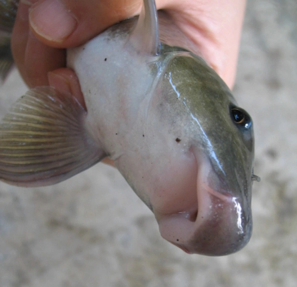 Viet Nam so huu loai ca chi 2 quoc gia co, vo cung dat do-Hinh-2