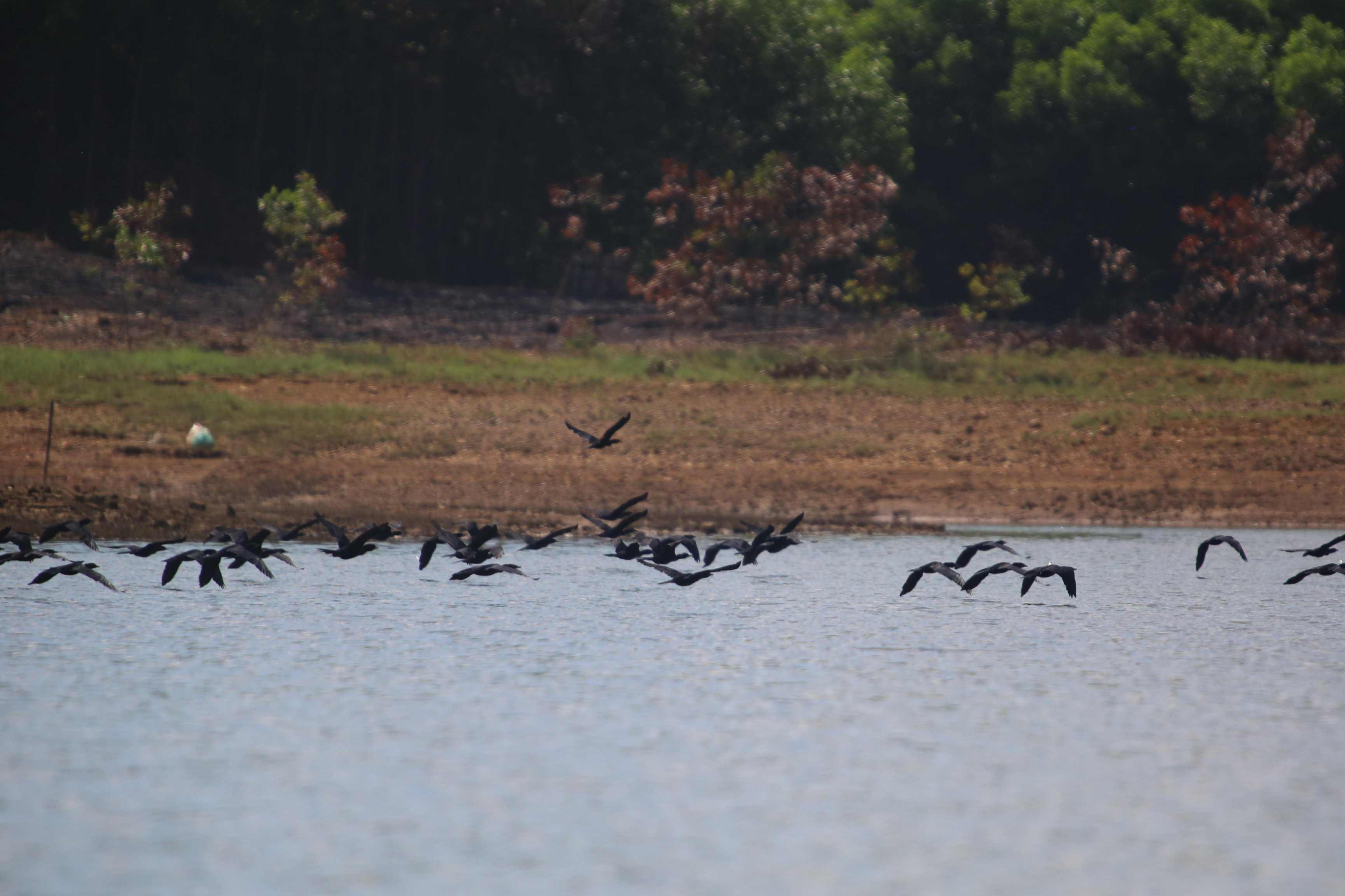3.000 chim cốc đen xuất hiện ở hồ tại Quảng Nam