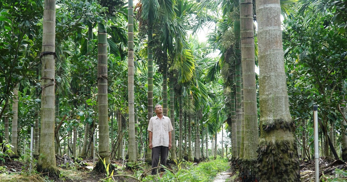 Vườn cau đẹp như tranh, thu lãi tiền tỷ của lão nông miền Tây