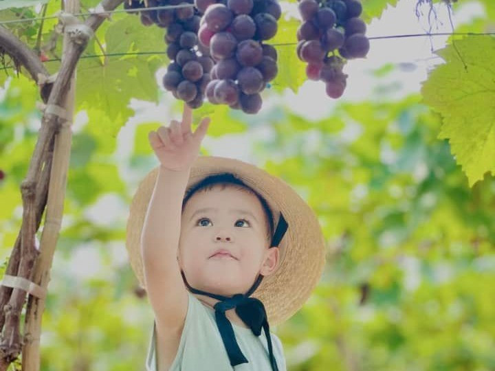 Vườn nho hơn 9.000 gốc sai trĩu quả ở Hà Nội, du khách thích thú hái ăn ngay tại vườn