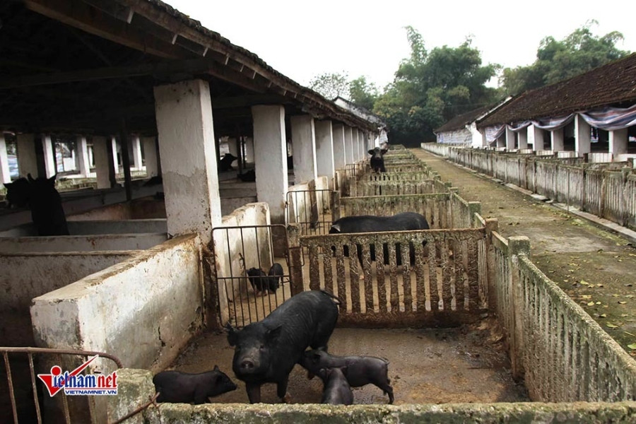 Cao Bằng: Đẩy mạnh các nguồn lực hỗ trợ phát triển nông nghiệp thông minh