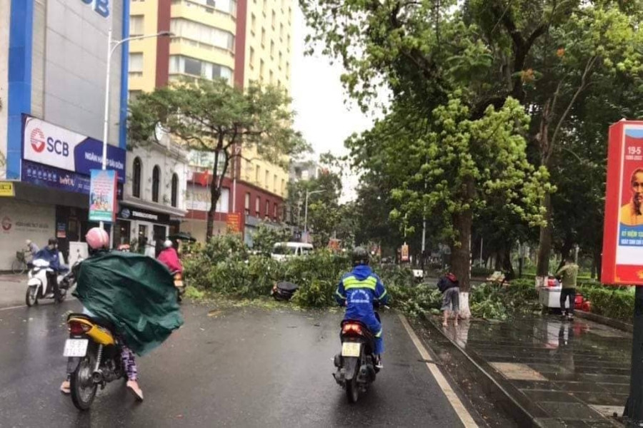 Hàng loạt cây xanh ngã đổ sau cơn mưa 'nhanh như chớp' ở Hải Phòng