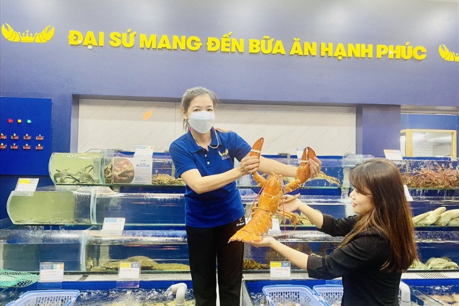 Tôm hùm vàng cực hiếm xuất hiện ở Việt Nam, khách trả 150 triệu không bán