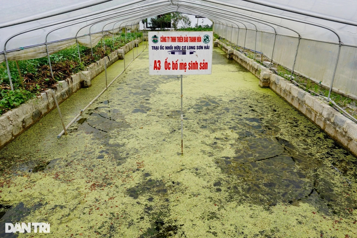 Từ bỏ nghề báo và chức Phó giám đốc, về quê nuôi ốc thu tiền tỷ - 3