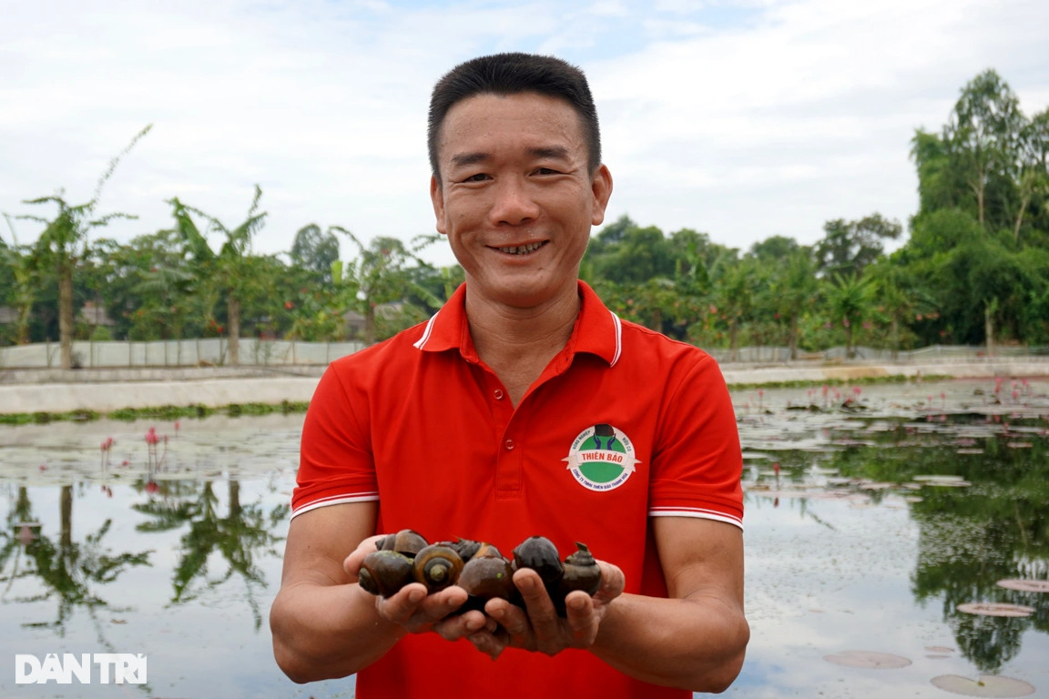 Từ bỏ nghề báo và chức Phó giám đốc, về quê nuôi ốc thu tiền tỷ - 2