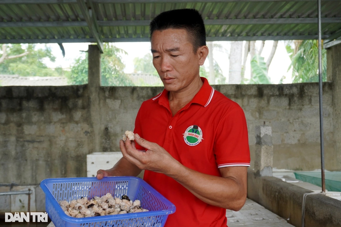 Từ bỏ nghề báo và chức Phó giám đốc, về quê nuôi ốc thu tiền tỷ - 4