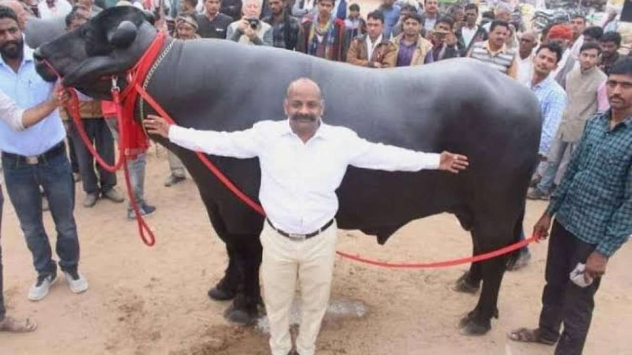 Chú trâu nặng 1,5 tấn được trả giá 70 tỷ đồng, chủ vẫn từ chối bán - 2
