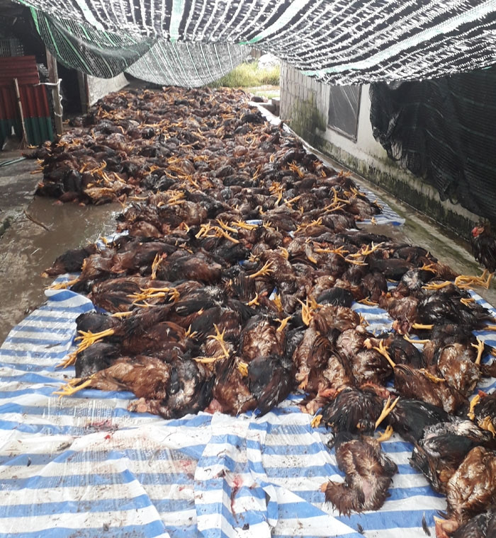 Gần 6.000 con gà chết như ngả rạ sau 1 tia sét