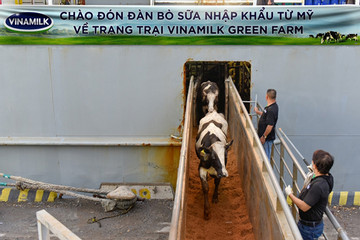 Các trang trại Vinamilk Green Farm đón thêm 1.550 bò sữa nhập từ Mỹ