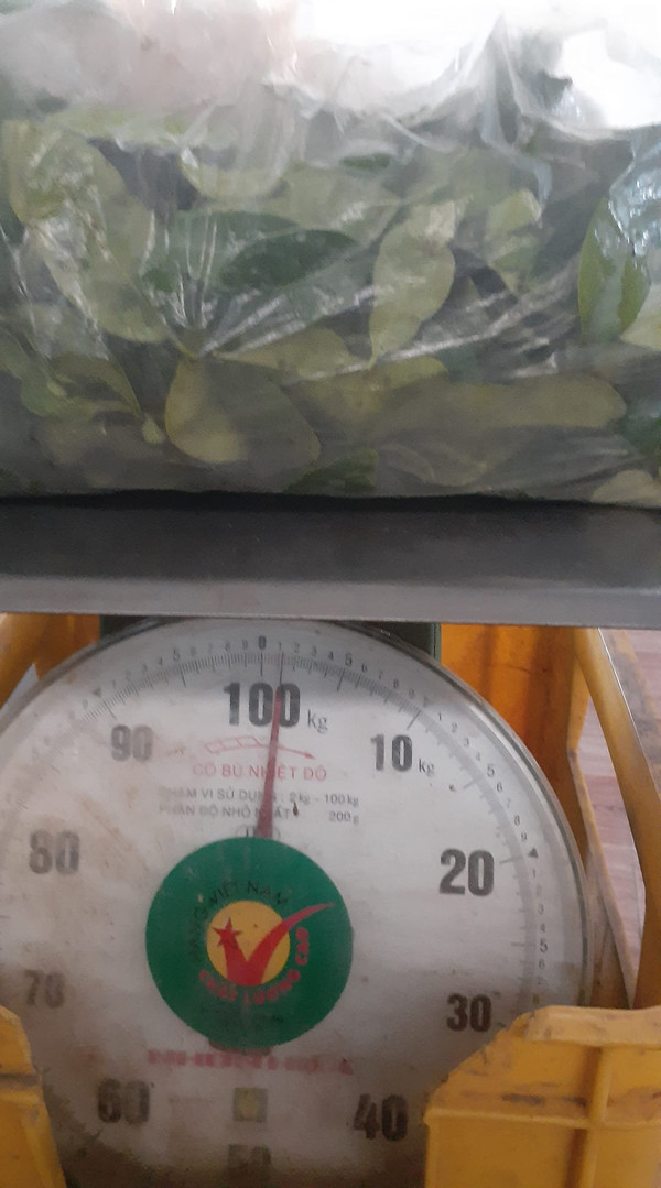 Lá chanh được thu mua với giá 50.000 đồng/kg, có bao nhiêu cũng hết - 2